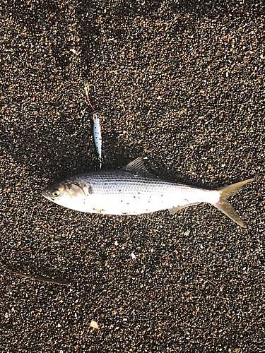 コノシロの釣果