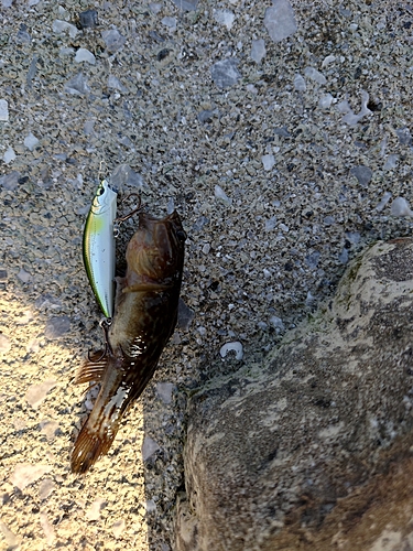 チチブの釣果