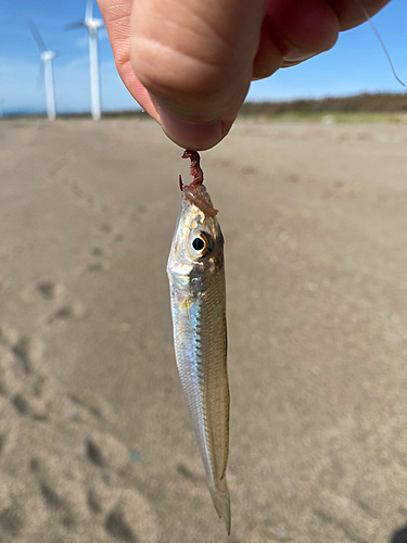 キスの釣果