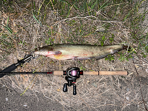 ナマズの釣果