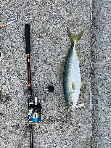 ツバスの釣果