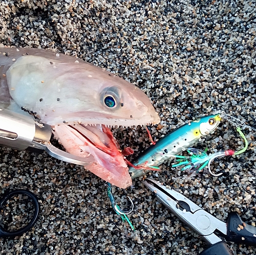 エソの釣果