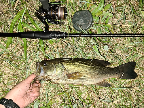 ラージマウスバスの釣果