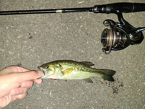 ラージマウスバスの釣果