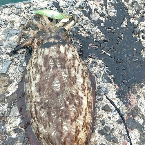 コウイカの釣果