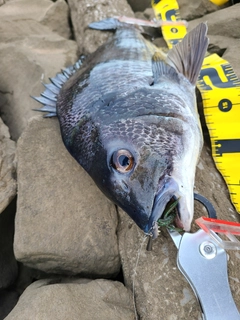 チヌの釣果