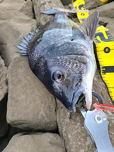 チヌの釣果