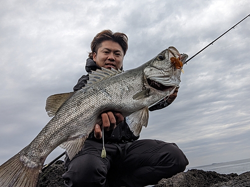 ヒラスズキの釣果