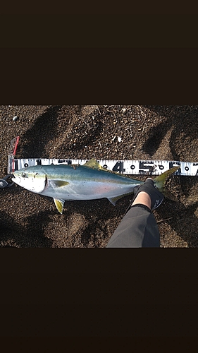 ワラサの釣果