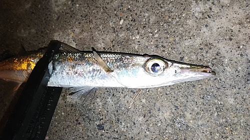 カマスの釣果