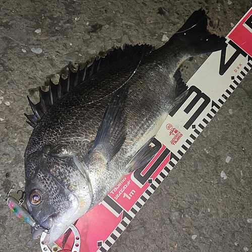 クロダイの釣果