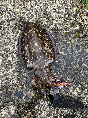 カミナリイカの釣果