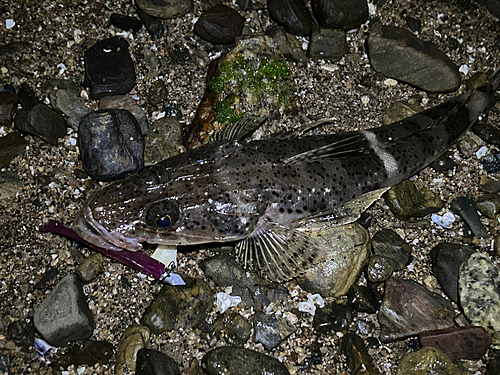 イネゴチの釣果