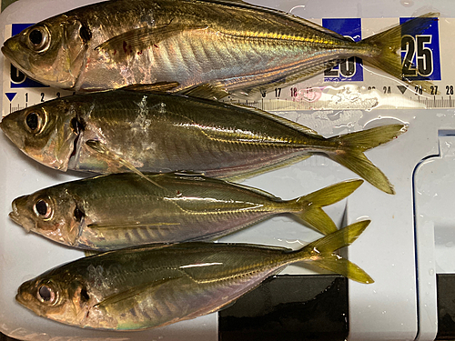 アジの釣果