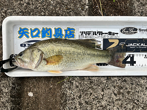 ブラックバスの釣果