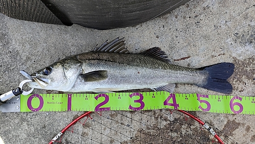 スズキの釣果