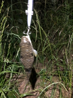 アカエイの釣果