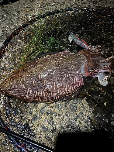 コウイカの釣果