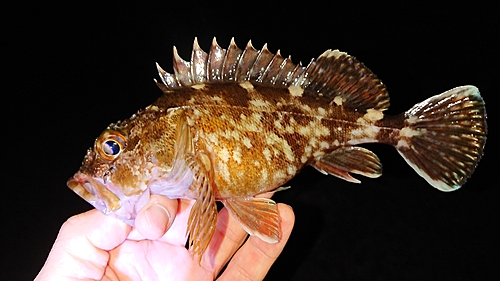 ガシラの釣果