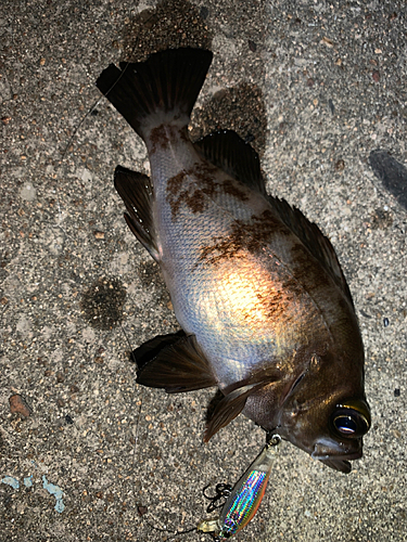 メバルの釣果