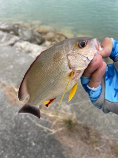 オキフエダイの釣果