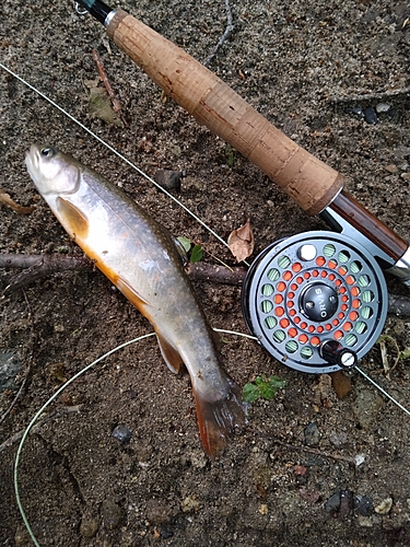 イワナの釣果