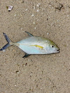 カスミアジの釣果