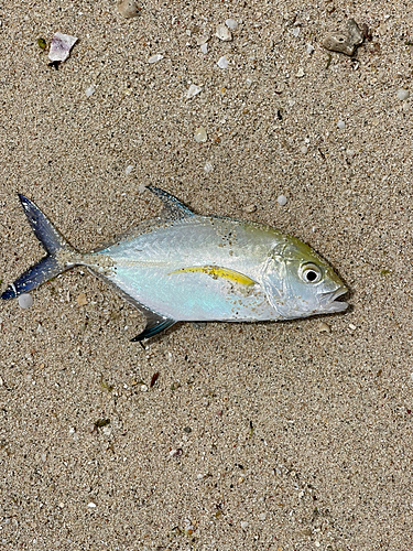 カスミアジの釣果