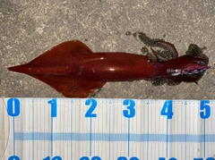 シロイカの釣果