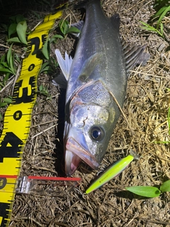 シーバスの釣果