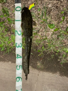 マナマズの釣果