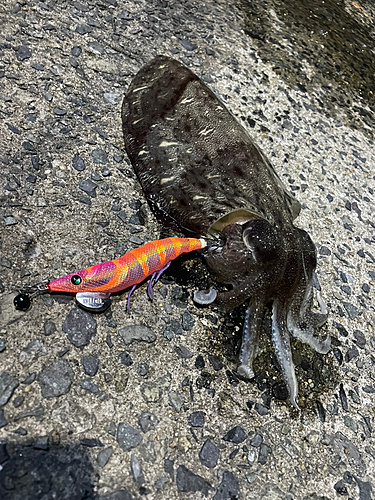 モンゴウイカの釣果