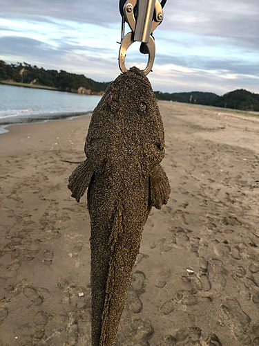 マゴチの釣果