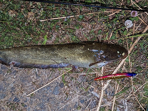 ナマズの釣果