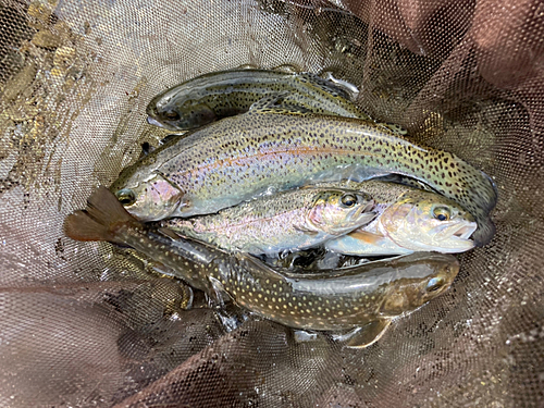 ニジマスの釣果