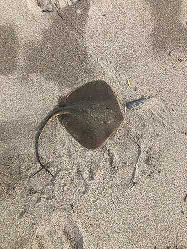 エイの釣果