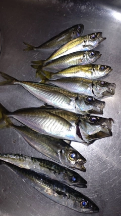 アジの釣果