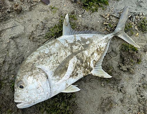 ロウニンアジの釣果