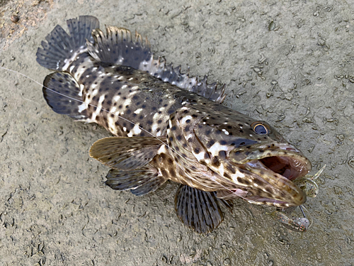 ヤイトハタの釣果