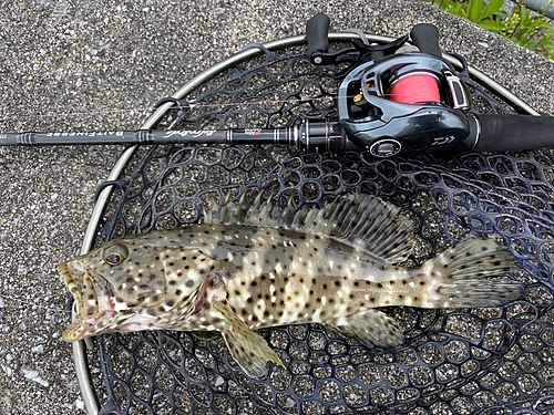 ヤイトハタの釣果