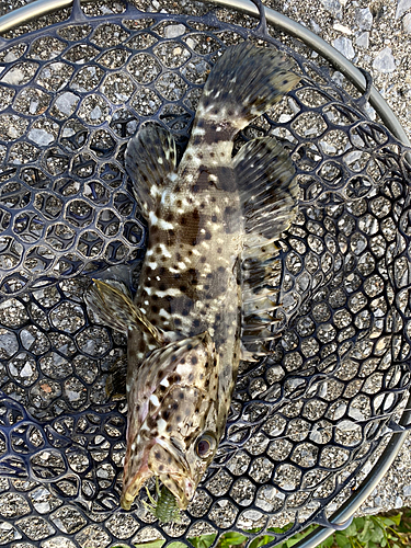 ヤイトハタの釣果