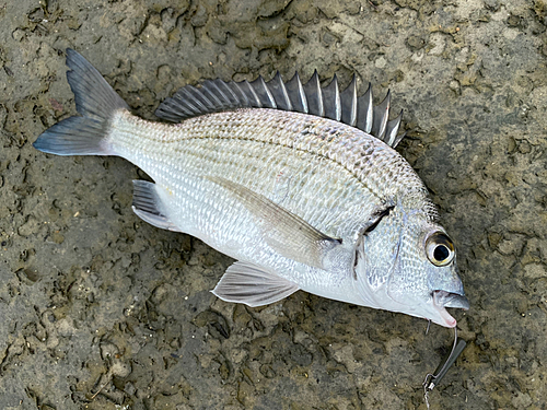 ミナミクロダイの釣果