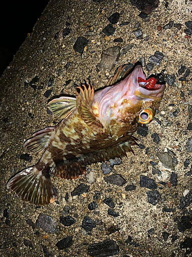 カサゴの釣果