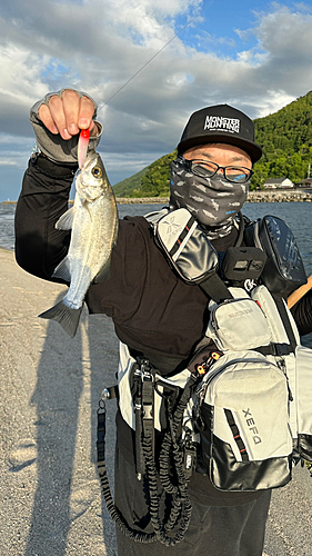 セイゴ（ヒラスズキ）の釣果