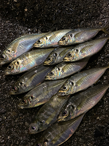 アジの釣果