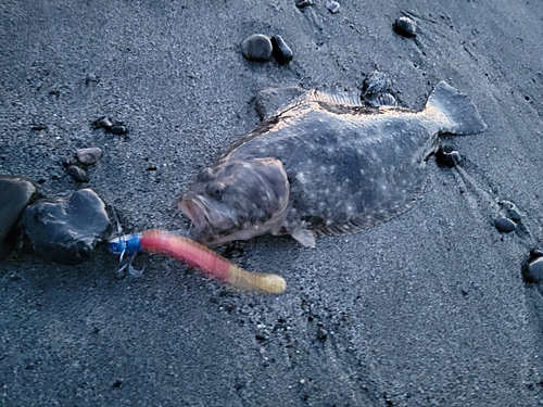 ソゲの釣果