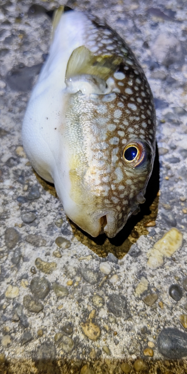 ショウサイフグ