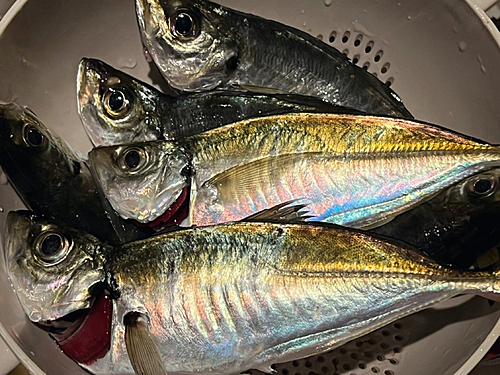 アジの釣果