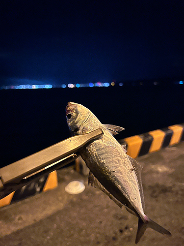 マアジの釣果