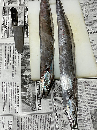 タチウオの釣果